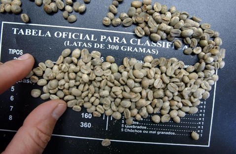 botanique café, origine café, production mondiale café
